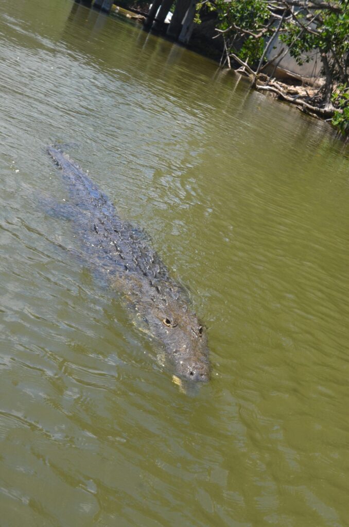 ria lagartos crocodile (226)