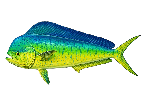 Dorado · Mahi-Mahi