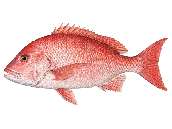 Guachinango · Snapper