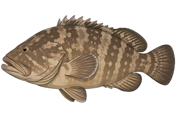 Mero · Grouper