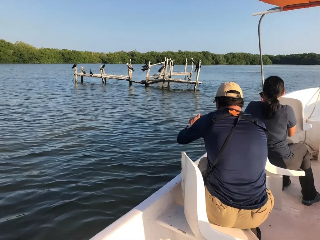 Birdwatching in Rio Lagartos - cormorants - lagoon hd