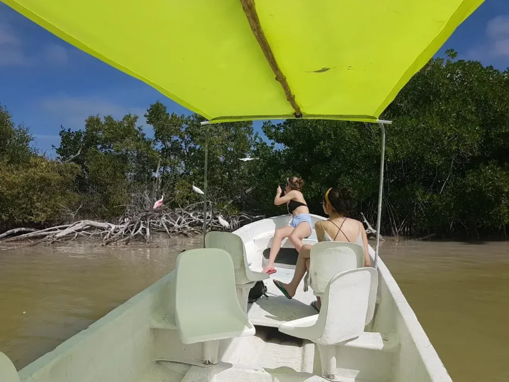 Espátula rosada entre los manglares de Río Lagartos