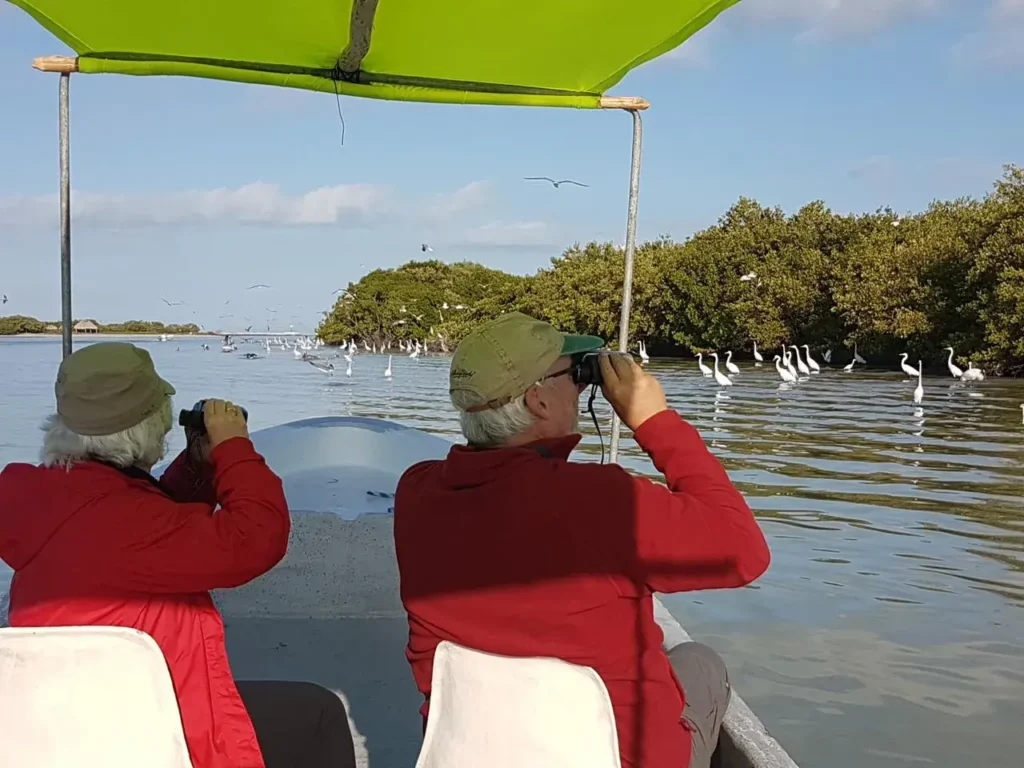 Pareja de observadores de aves con binoculares frente a garzas blancas en los manglares de Río Lagartos