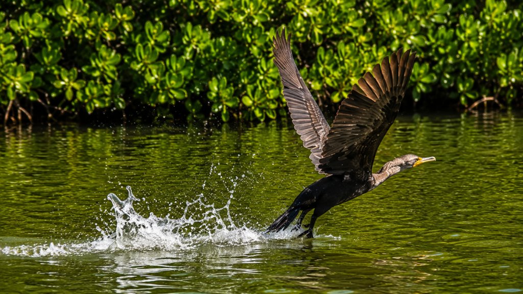 Diving Duck-rio-lagartos