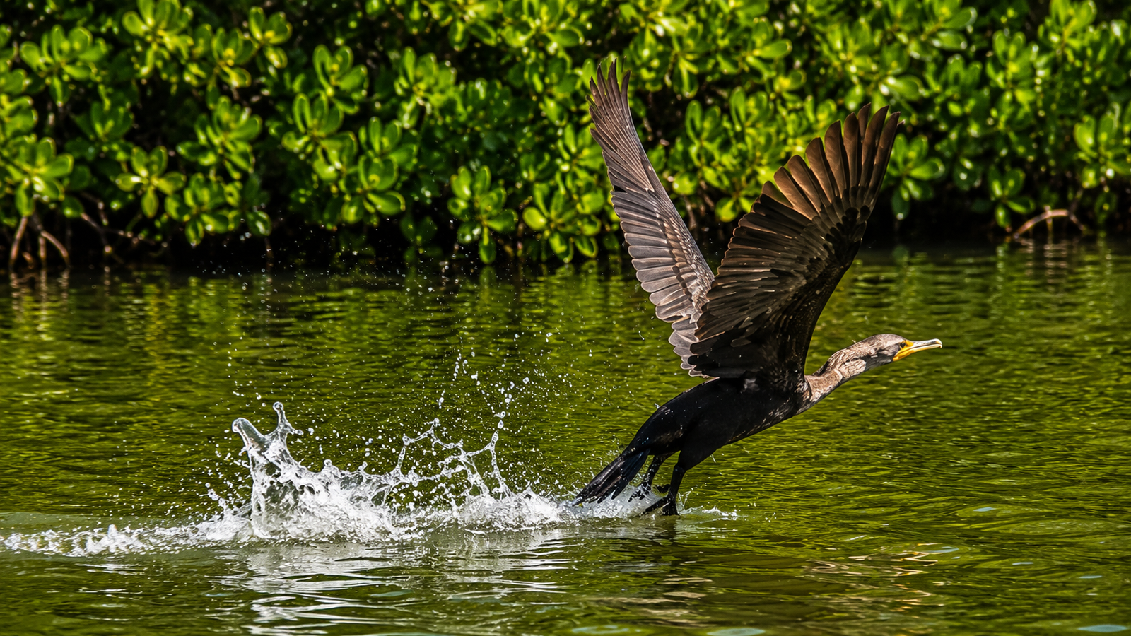Pato buzo en la laguna de Río Lagartos