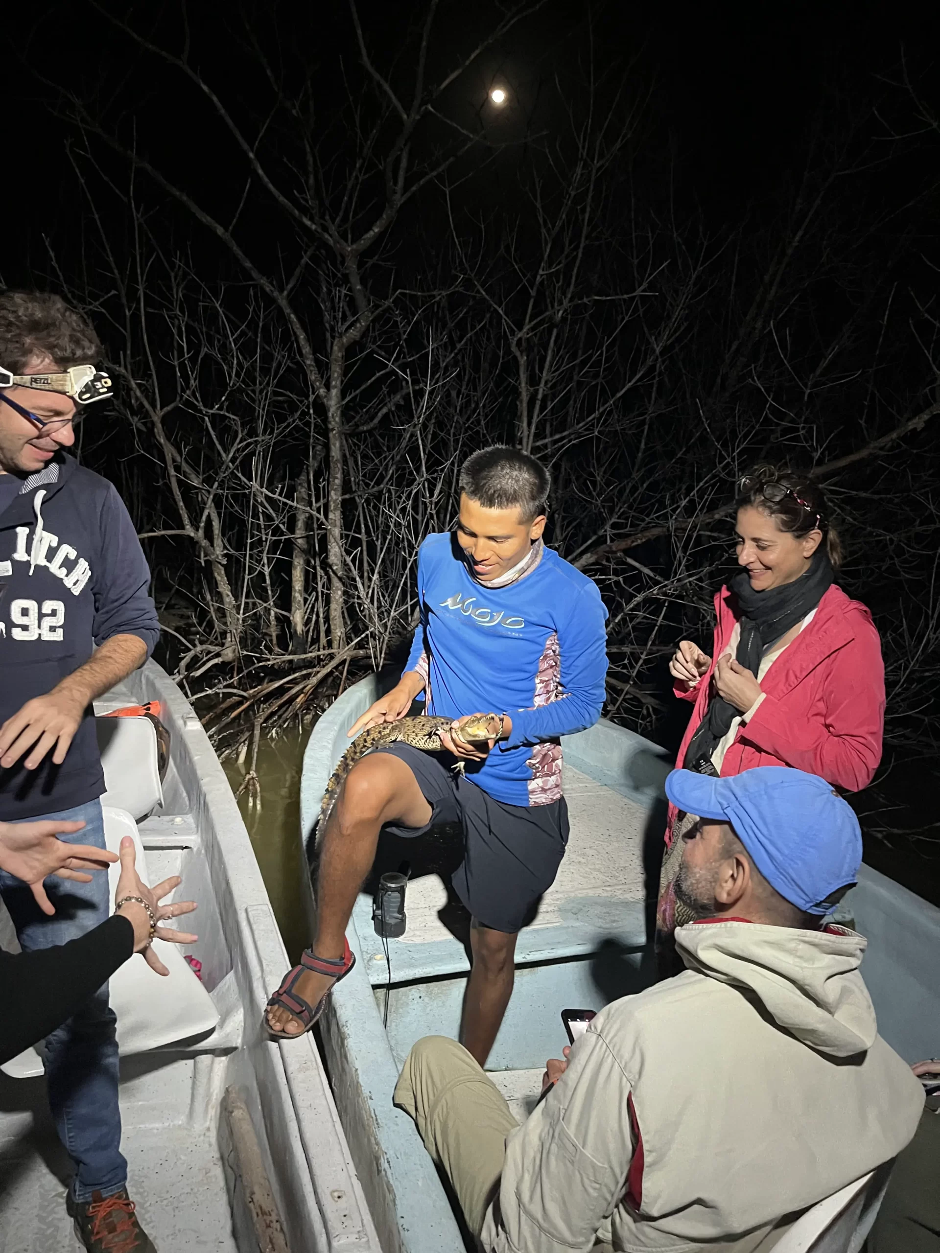 Crocodile sighting in the mangrove at night