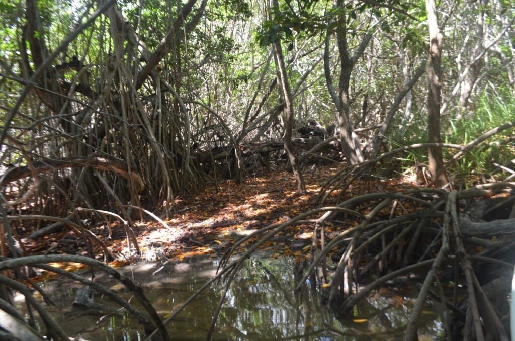 Túnel natural de raíces de manglar rojo característico de la Reserva