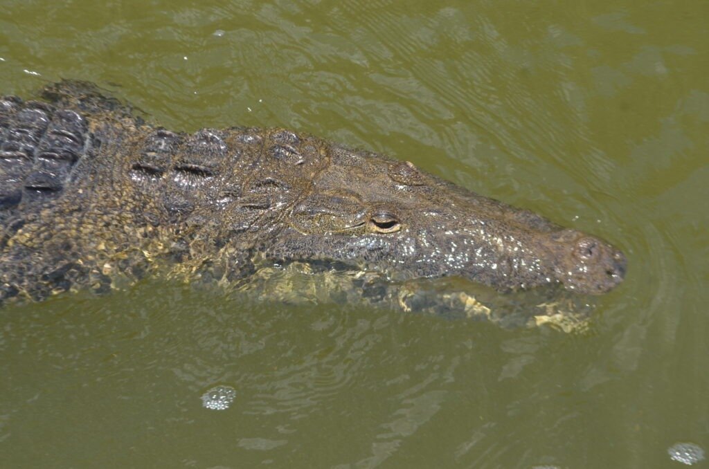 Cocodrilo nadando en la ría observado de cerca durante el recorrido