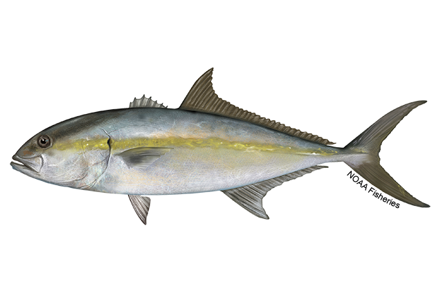 Amberjack · Pez limón