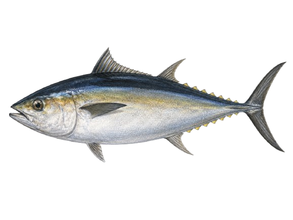Atún aleta negra · Blackfin Tuna