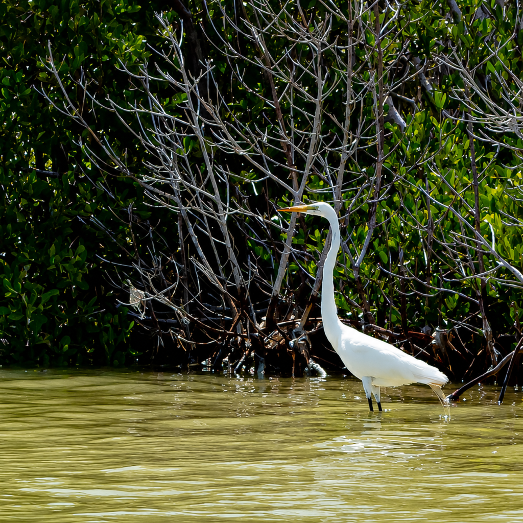 heron r&iacute;o lagartos