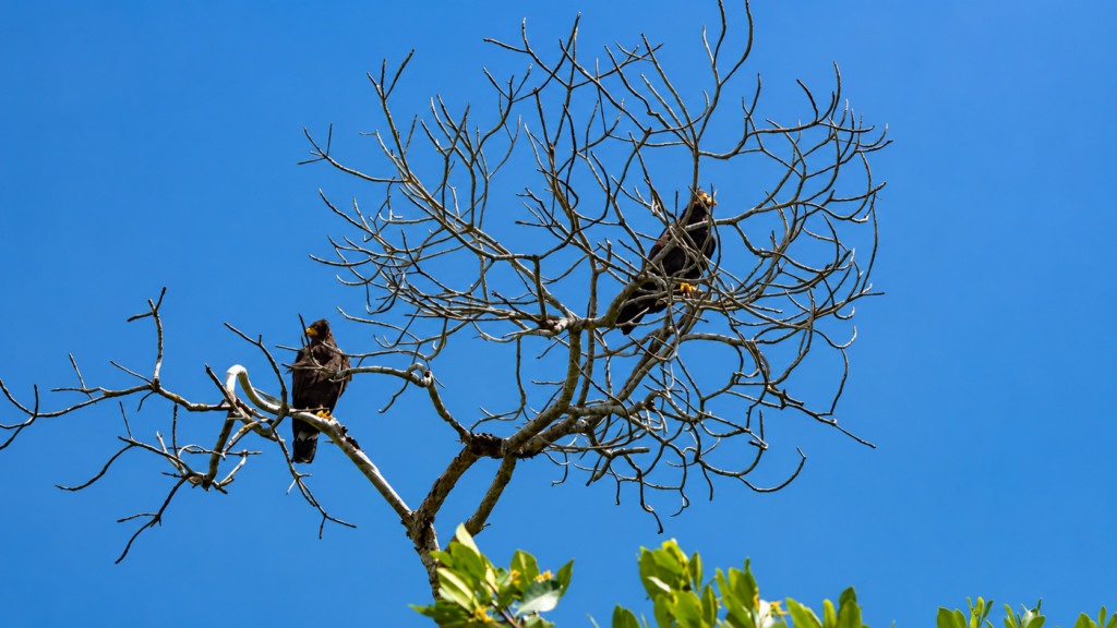 adult crab hawk - Rio Lagartos