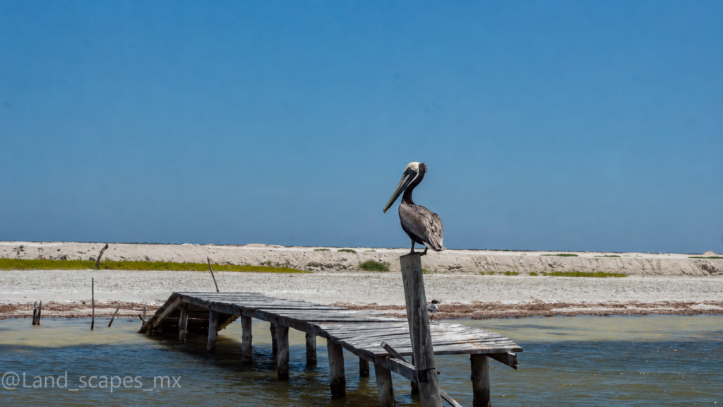 pelican-rio-lagartos