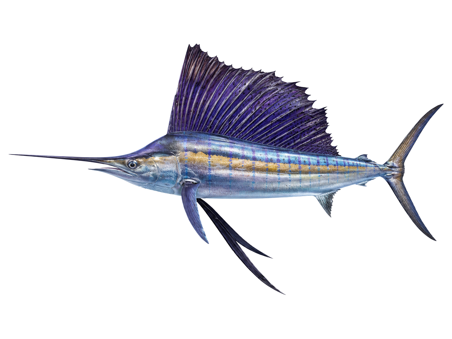 Pez vela · Sailfish