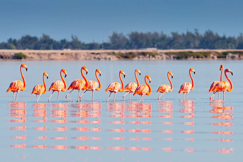 Ría Lagartos: Un Tesoro de Biodiversidad. La Guía Definitiva de su Fauna y Cómo Experimentarla.