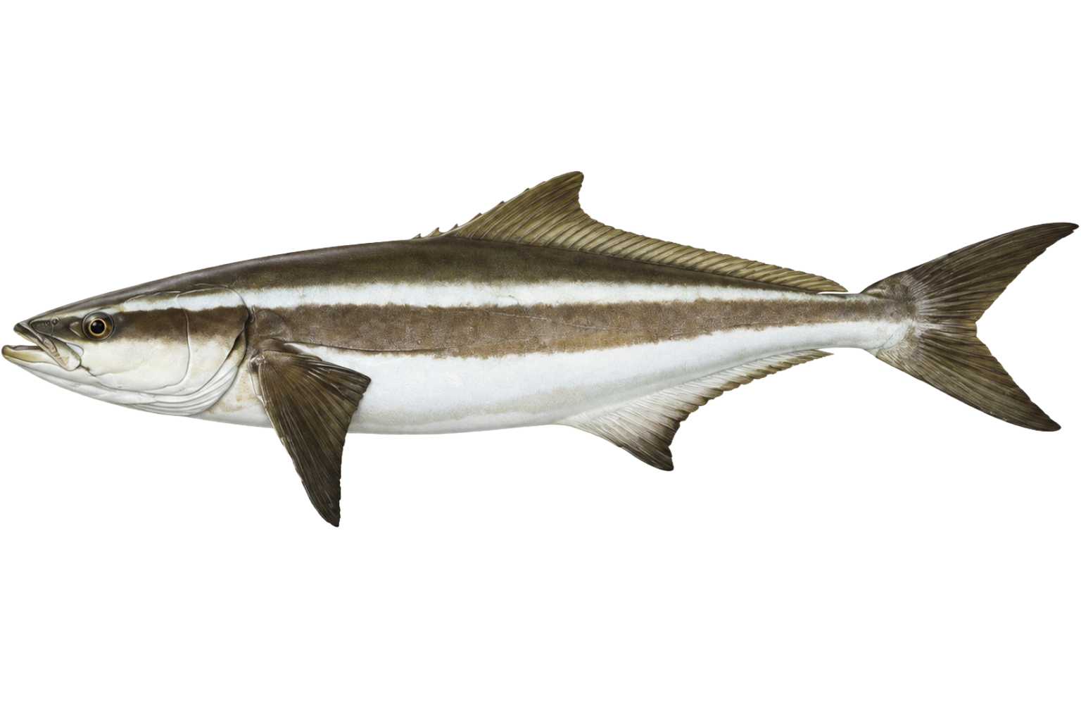Cobia